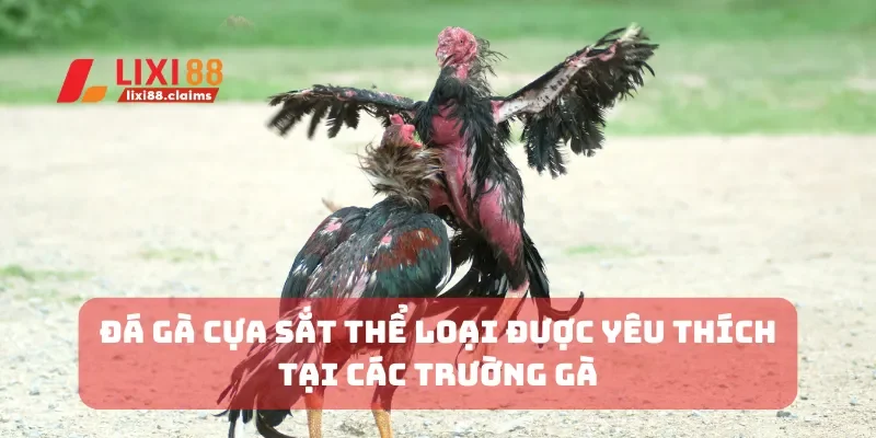 Đá gà cựa sắ