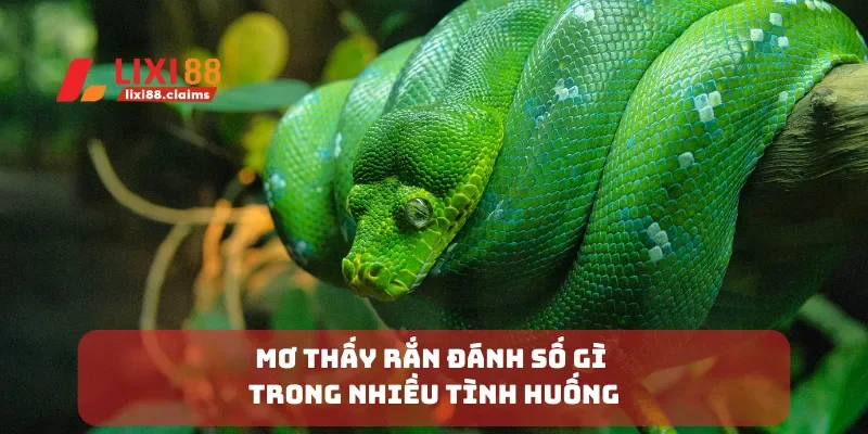 Mơ thấy rắn đánh số gì trong nhiều tình huống