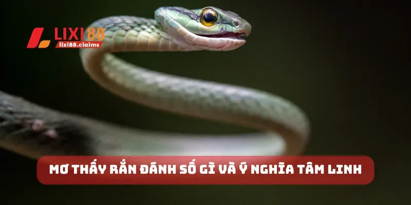 Mơ thấy rắn đánh số gì và ý nghĩa tâm linh