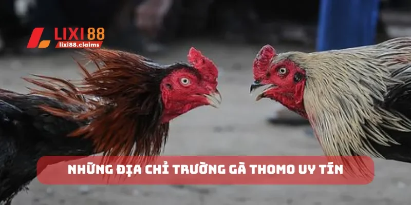 Những địa chỉ trường gà Thomo uy tín