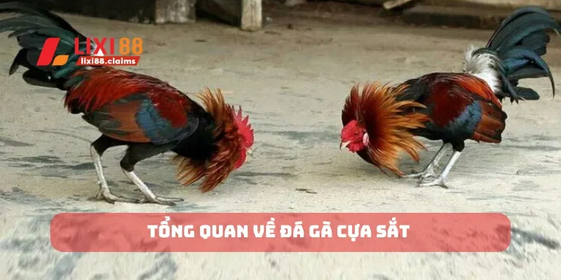 Tổng quan về đá gà cựa sắt