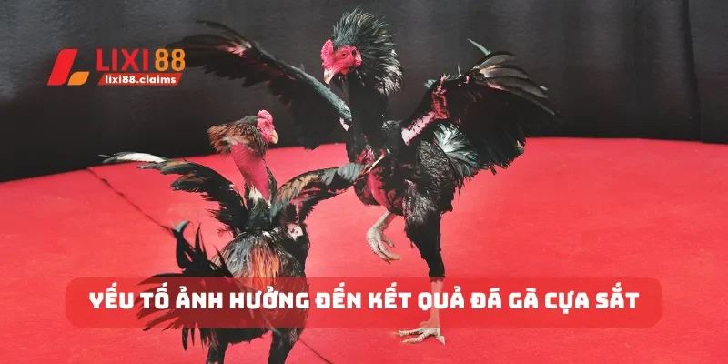 Yếu tố ảnh hưởng đến kết quả đá gà cựa sắt